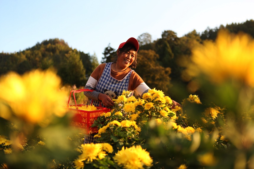村民正在采收金絲皇菊。楊敏攝
