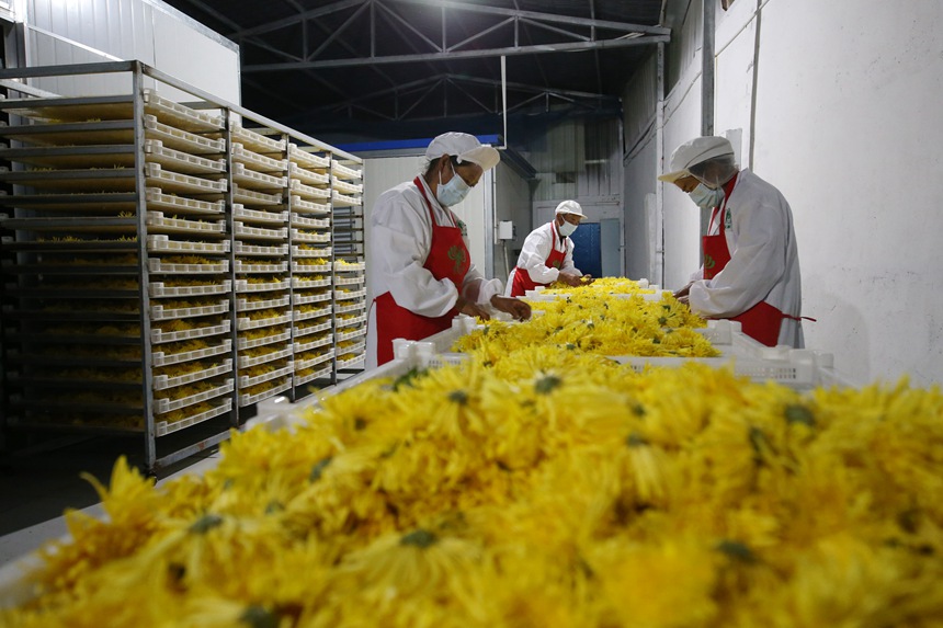 村民正在處理金絲皇菊。楊敏攝