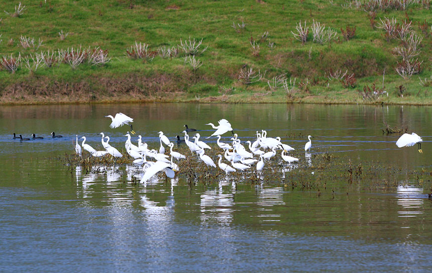 進入冬季，大昌湖國家濕地公園的“老顧客”們?nèi)缙趤淼健１R先慶攝