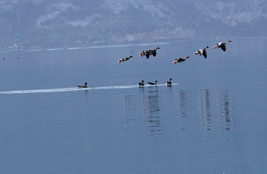 鳥兒們在濕地公園里展翅飛翔。盧先慶攝