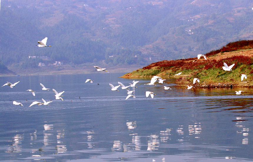 進(jìn)入冬季，大昌湖國家濕地公園的“老顧客”們?nèi)缙趤淼健１R先慶攝