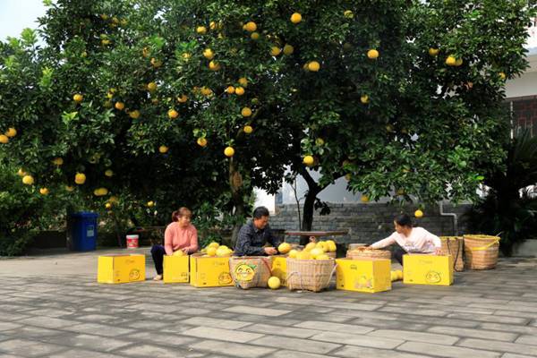 收獲梁平柚。向成國攝