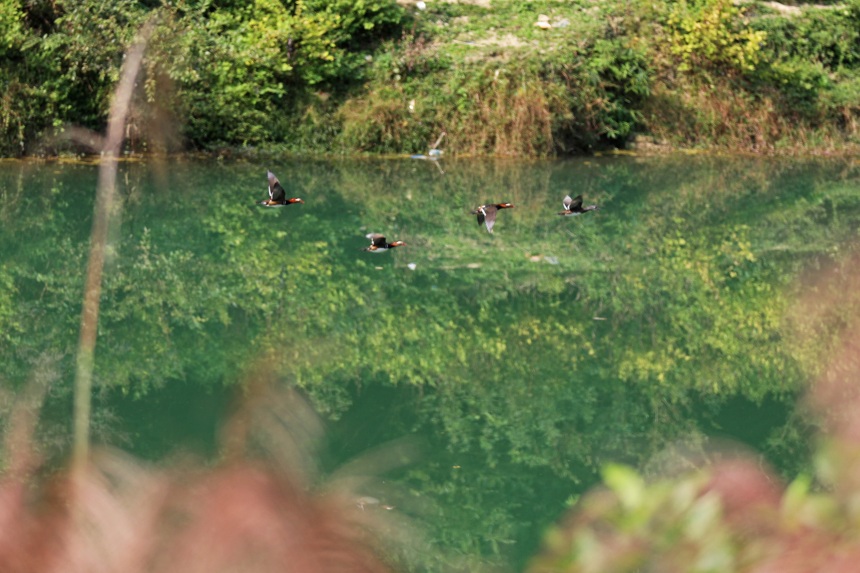 展翅的鴛鴦與綠水青山相映成趣。趙勇攝