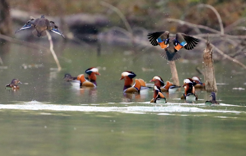 鴛鴦?wù)谒嬉捠?、戲水。黃智宇攝