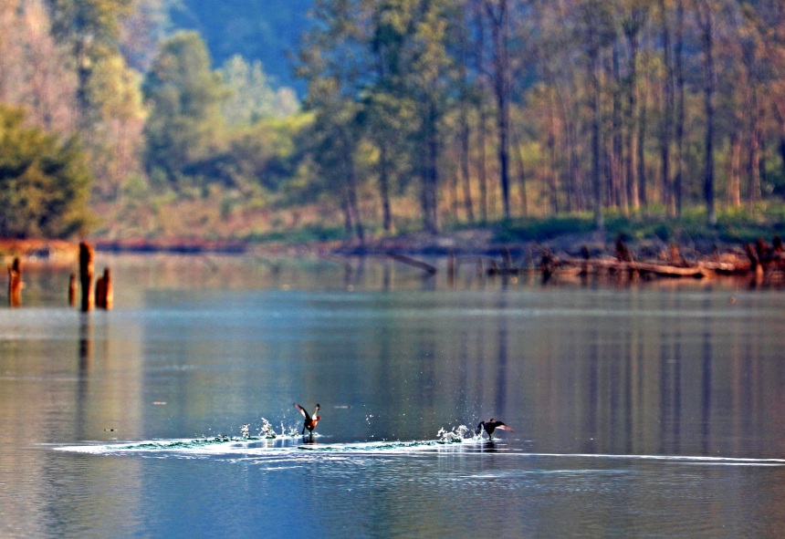 良好的自然生態(tài)環(huán)境為野生動物生存棲息創(chuàng)造了天然居所。趙勇攝