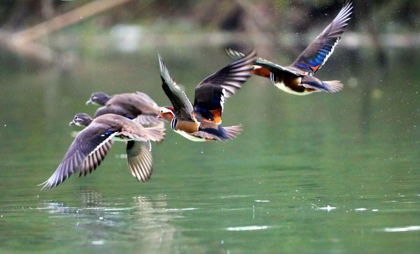 鴛鴦?wù)谒嬉捠场蛩?。黃智宇攝