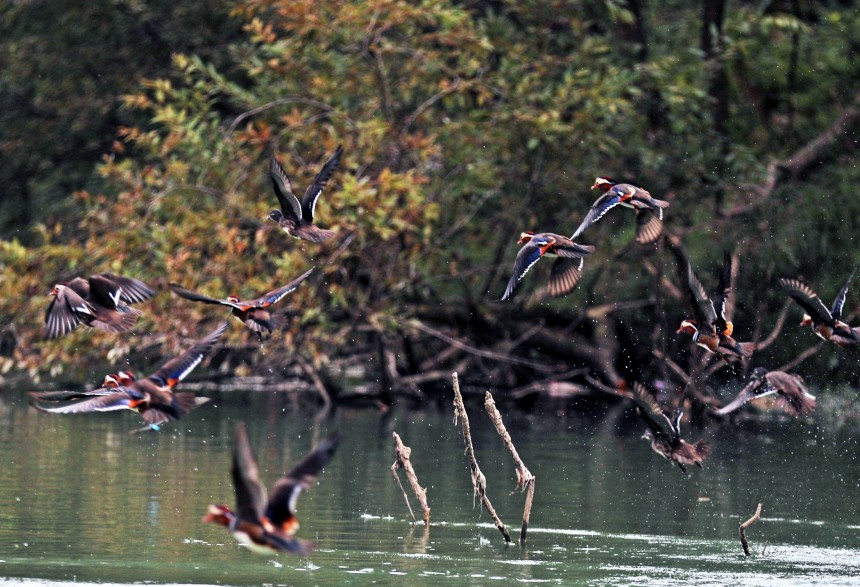 展翅的鴛鴦與綠水青山相映成趣。趙勇攝