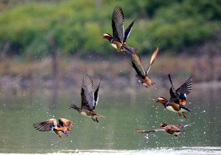 鴛鴦?wù)谒嬉捠?、戲水。黃智宇攝
