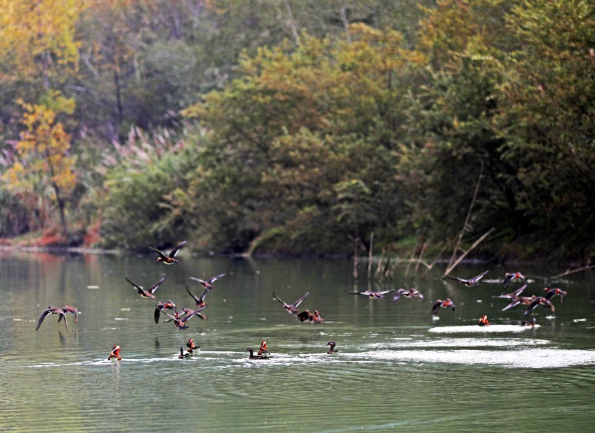 展翅的鴛鴦與綠水青山相映成趣。趙勇攝