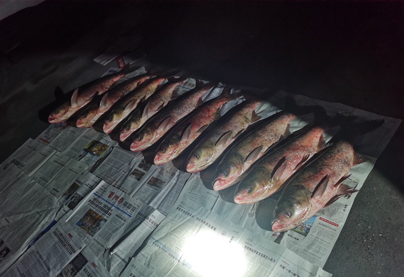 被查獲的漁獲物14尾花鰱。市農(nóng)業(yè)綜合行政執(zhí)法總隊供圖