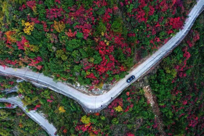 絕壁“天路”兩旁層林盡染，風景如畫。王忠虎攝