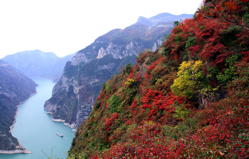 巫山紅葉進入最佳觀賞期。盧先慶攝