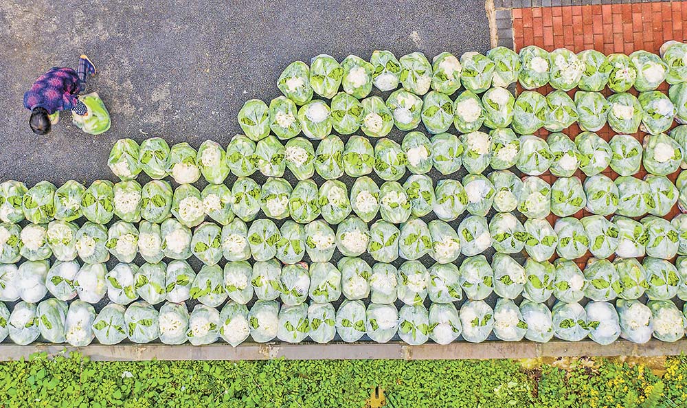 打包 23日，天險洞村村民將蔬菜分裝在一個個塑料袋里。