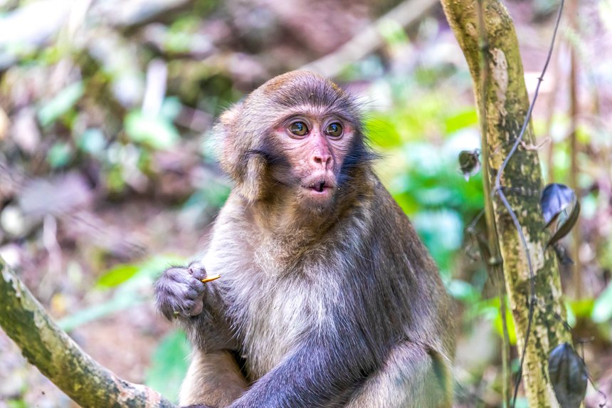 金佛山北坡景區(qū)內(nèi)的野生獼猴。瞿明斌攝