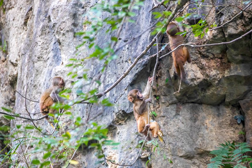 野生獼猴正在峭壁上玩耍。瞿明斌攝