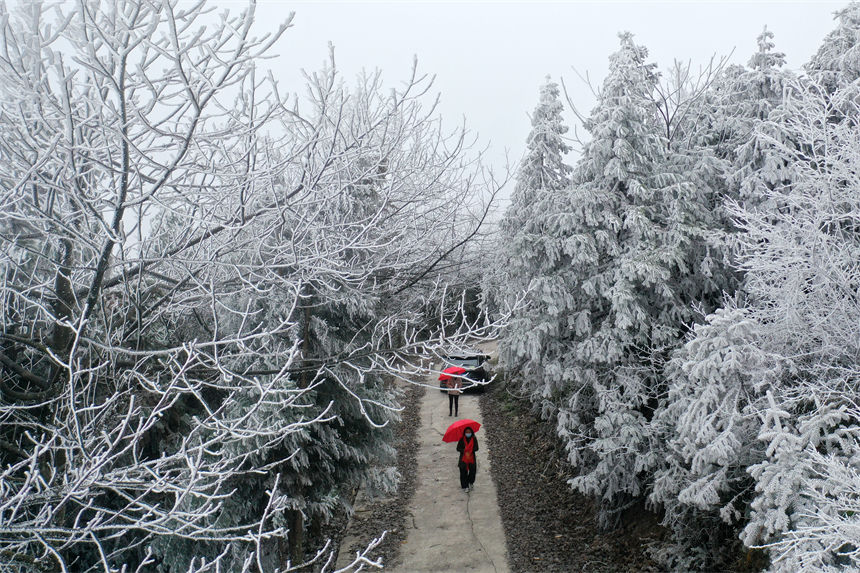 冰晶玉樹宛如仙境的霧凇景觀吸引游人觀賞拍照。楊敏攝