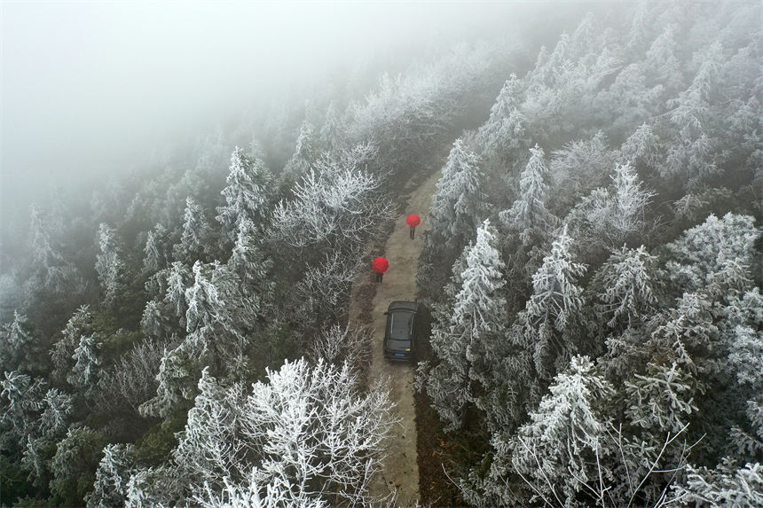 游人從綠葉與樹(shù)枝的交錯(cuò)中，緩緩駛?cè)肓送挵愕撵F凇世界。楊敏攝