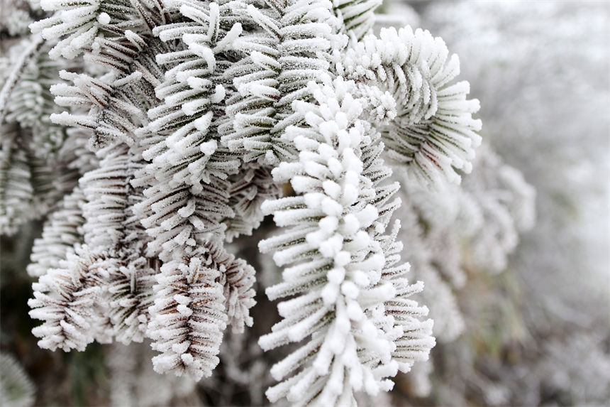松枝上晶瑩剔透的霧凇，猶如瓊花盛開。楊敏攝