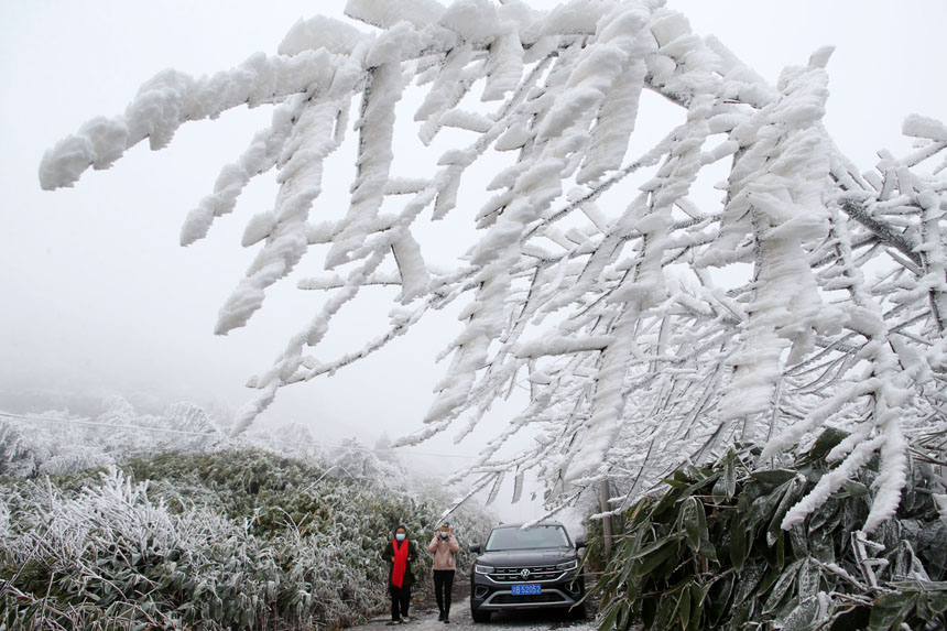 行人在重慶市黔江國家森林公園馬喇鎮(zhèn)灰千梁子景區(qū)觀賞霧凇。楊敏攝