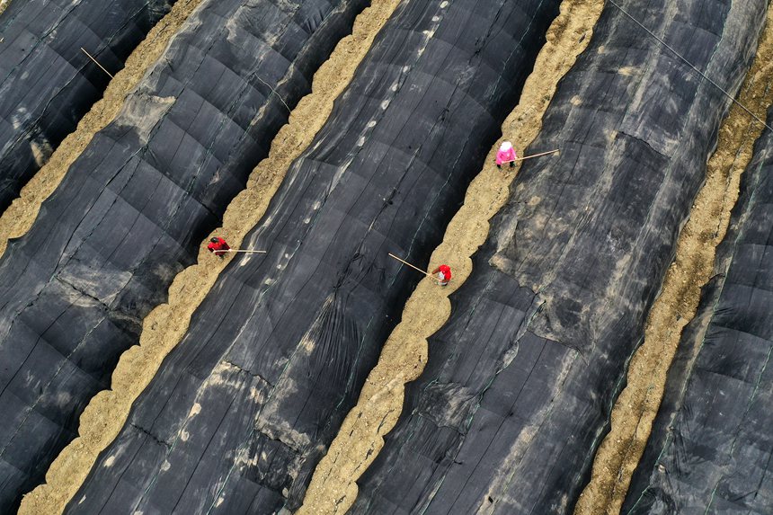 南溪村羊肚菌種植基地。楊敏攝
