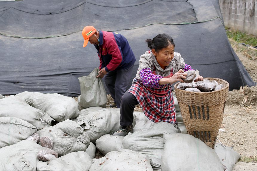 村民在背運羊肚菌營養(yǎng)包。楊敏攝
