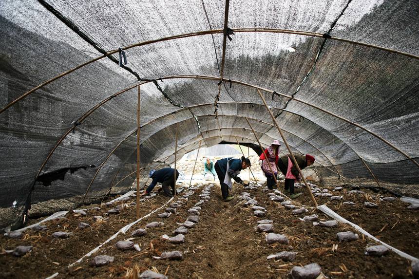 村民在擺放羊肚菌營養(yǎng)包。楊敏攝