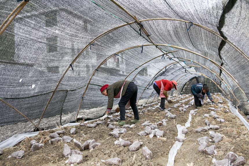 村民在擺放羊肚菌營(yíng)養(yǎng)包。楊敏攝