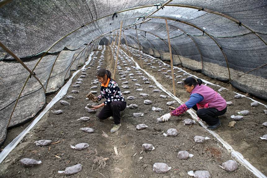 村民在擺放羊肚菌營(yíng)養(yǎng)包。楊敏攝