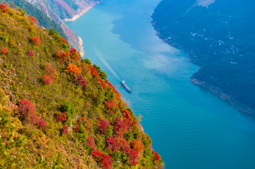 航拍巫山紅葉。汪長(zhǎng)征攝