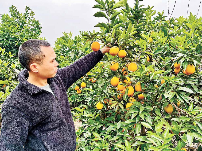 睦和村村民李偉正在果園檢查臍橙成熟度。記者 栗園園 攝\視覺重慶