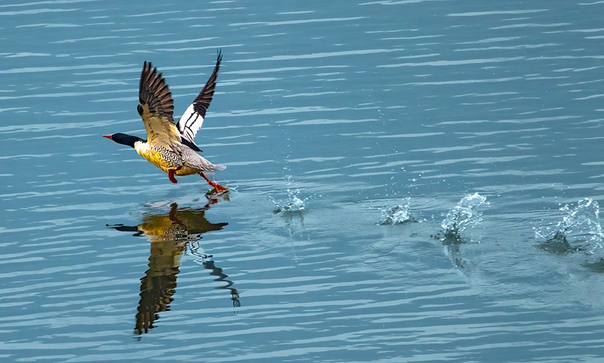 中華秋沙鴨拍打水面。魏若谷攝
