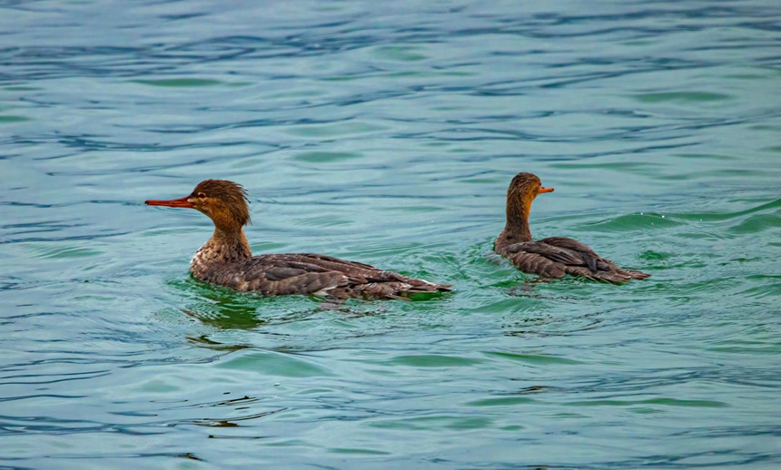紅胸秋沙鴨。魏若谷攝