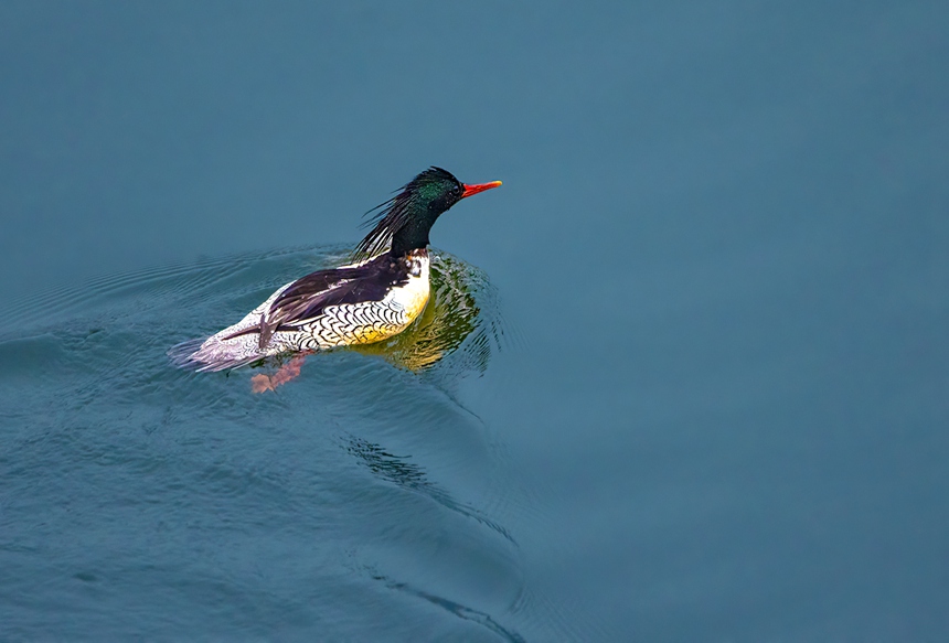 中華秋沙鴨水中暢游。魏若谷攝