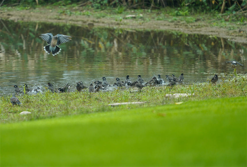 候鳥在島上的灘涂、草地和淺水區(qū)覓食嬉戲。郭旭攝