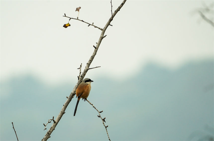 候鳥棲息枝頭。郭旭攝
