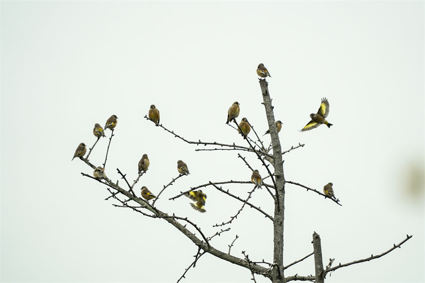 候鳥棲息枝頭。郭旭攝