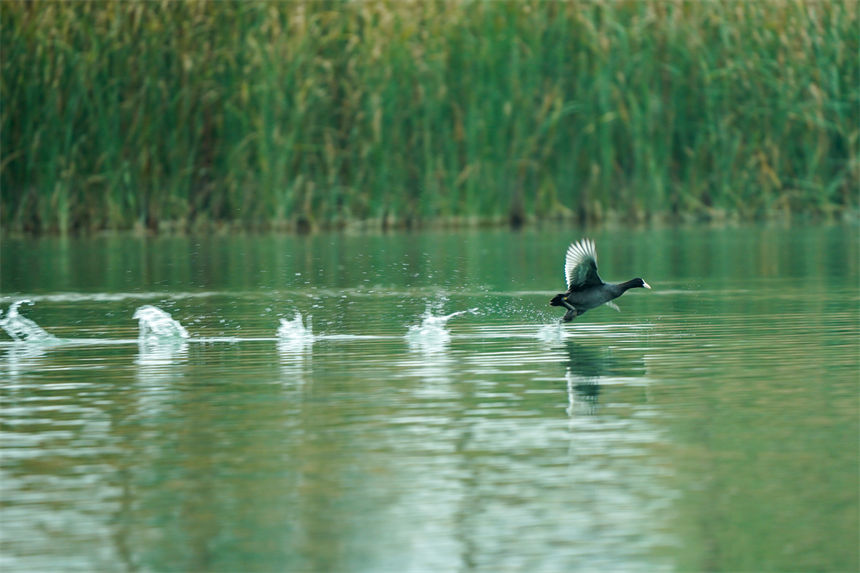 候鳥翩躚湖面，美不勝收。郭旭攝