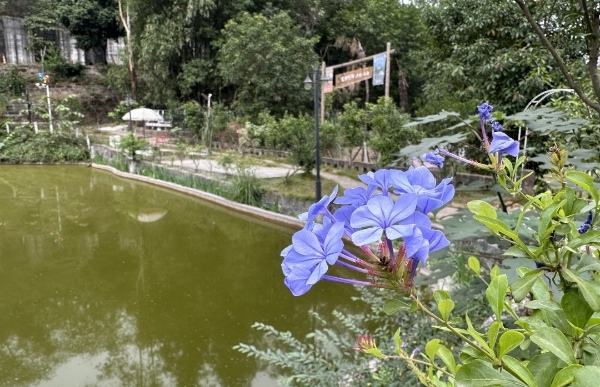 村莊環(huán)境變美。界石鎮(zhèn)供圖