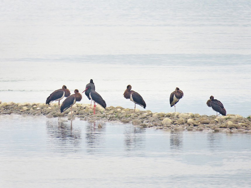 自然保護(hù)區(qū)內(nèi)，黑鸛正在嬉戲覓食。（市林業(yè)局供圖）