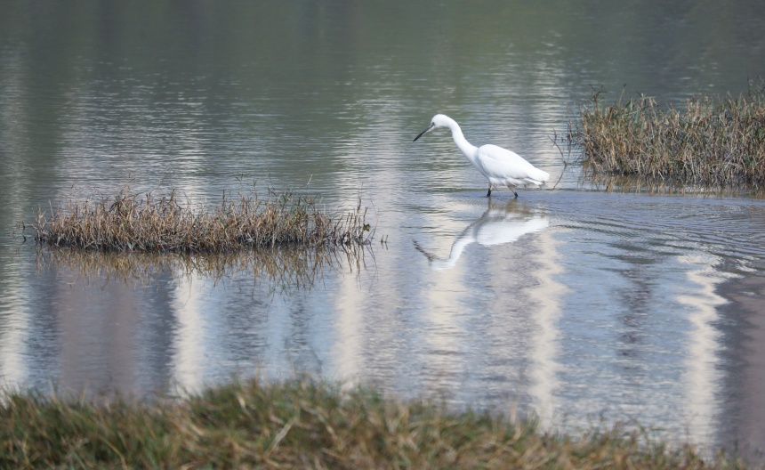白鶴在雙桂湖國(guó)家濕地公園中覓食。熊偉攝