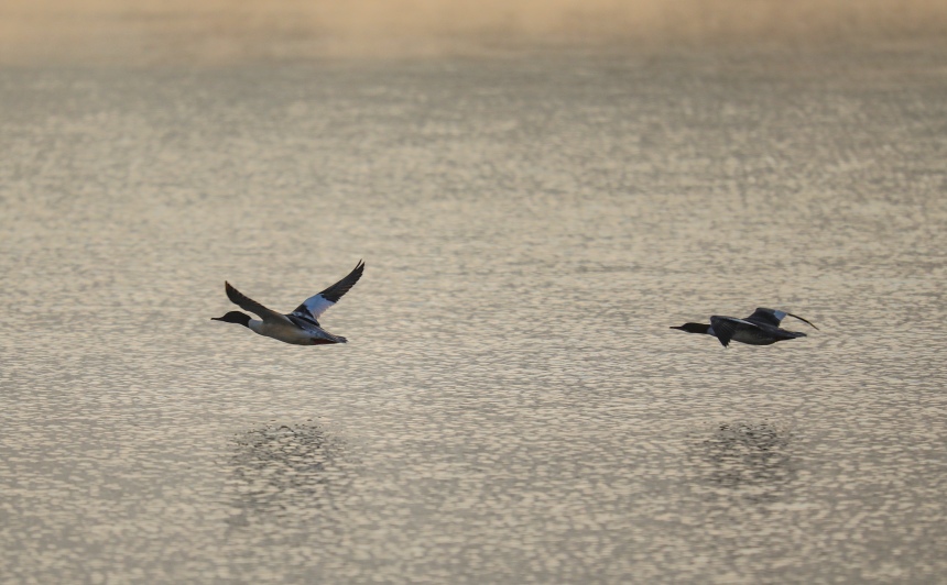 候鳥(niǎo)掠過(guò)水面。熊偉攝