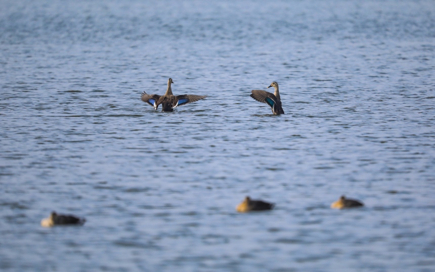 候鳥(niǎo)在湖中戲水。熊偉攝