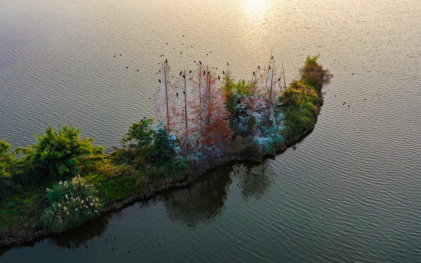 候鳥(niǎo)在湖中心的小島上棲息。熊偉攝