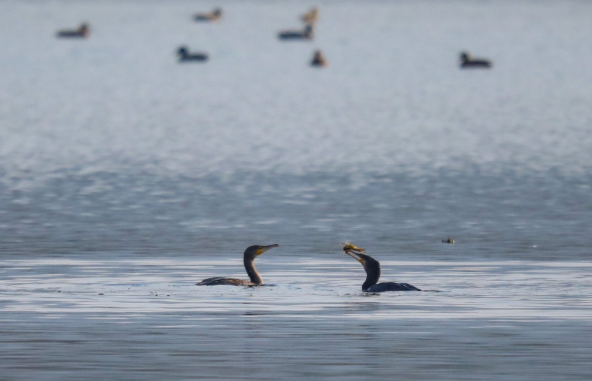 候鳥(niǎo)在覓食。熊偉攝