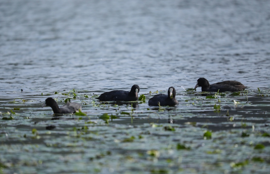 候鳥(niǎo)在荇菜叢中覓食。熊偉攝