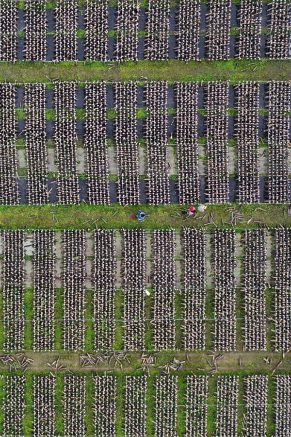黔江區(qū)石會鎮(zhèn)食用菌種植基地，工作人員在觀察全桑枝黑木耳的生長情況。楊敏攝