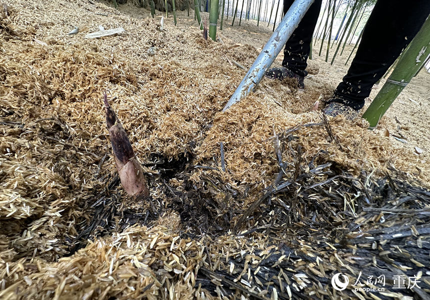 經(jīng)覆蓋后提前2個月出土的雷竹筍。人民網(wǎng) 劉政寧攝