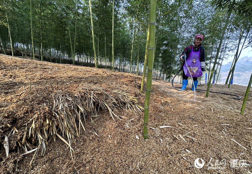 村民給竹林覆蓋物澆水保持濕潤。人民網(wǎng) 劉政寧攝