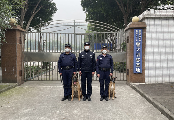 參與搜救的兩只警犬。北碚區(qū)公安分局供圖