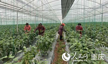                                           大棚里忙采摘 “四朵金花”笑開顏                            陳琦 黃亞輝 2023年01月17日                             一場(chǎng)寒潮，凍得人跺腳搓手。在重慶市銅梁區(qū)侶俸鎮(zhèn)保鄉(xiāng)村，村民蒯代蘭、劉?，n、劉詩碧、王永芳，背著背篼往“巴岳農(nóng)莊”設(shè)施蔬菜科技園走，聊收成、算收入、談年貨，5分鐘的路程歡笑不斷。                【詳細(xì)】                           